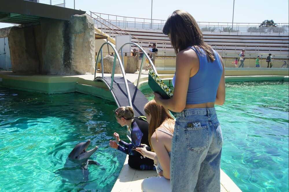 Combien De Temps Un Dauphin Peut Rester Sous L Eau